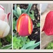 The Beginning of Tulip Season by allie912