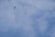 23rd Mar 2020 - Red Tailed Hawk