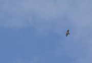 23rd Mar 2020 - Red Tailed Hawk ii