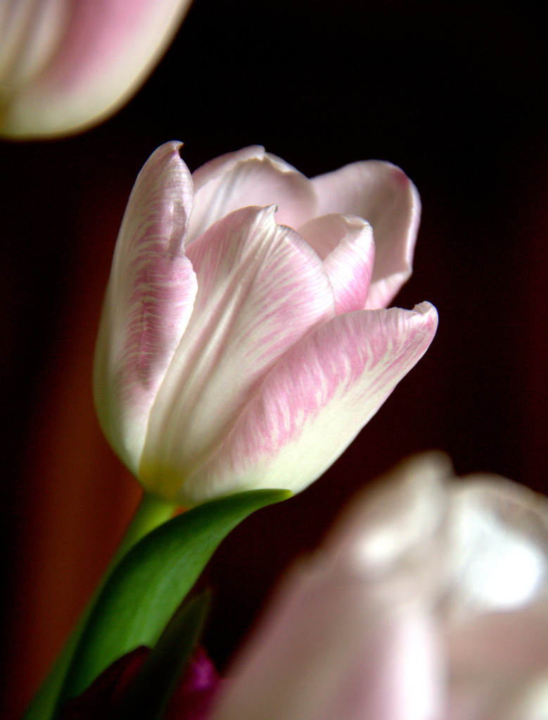 Tulip by calm