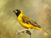 24th Mar 2020 - Masked Weaver 