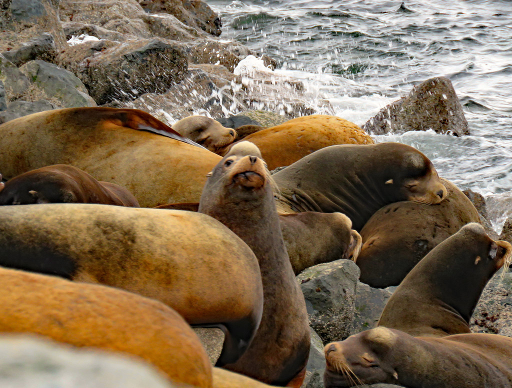 Sea lion herds by kathyo