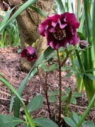 22nd Mar 2020 - Hellebore