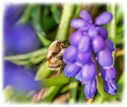 24th Mar 2020 - Busy Little Bee