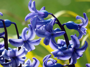24th Mar 2020 - Hyacinth