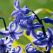 Hyacinth by seattlite