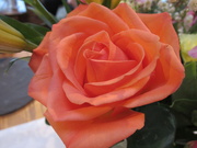 24th Mar 2020 - Orange rose....
