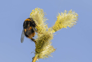 24th Mar 2020 - another bumble bee 