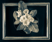 24th Mar 2020 - primrose monochrome