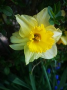24th Mar 2020 - Daffodil 