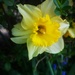Daffodil  by plainjaneandnononsense