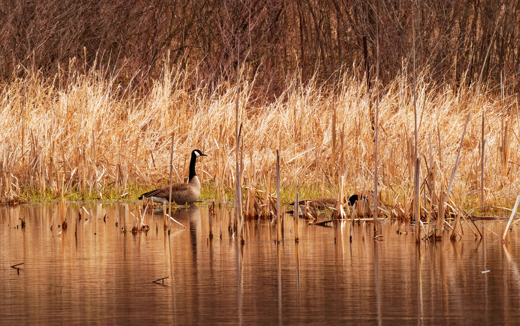 Canada geese by rminer