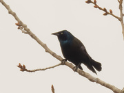 24th Mar 2020 - common grackle