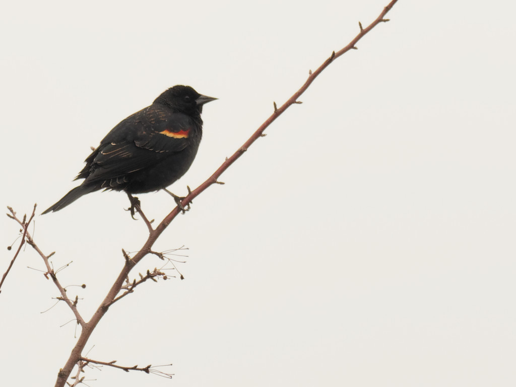 Red-winged blackbird on a branch by rminer