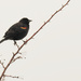 Red-winged blackbird on a branch by rminer