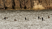 24th Mar 2020 - ring necked ducks