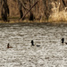 ring necked ducks by rminer
