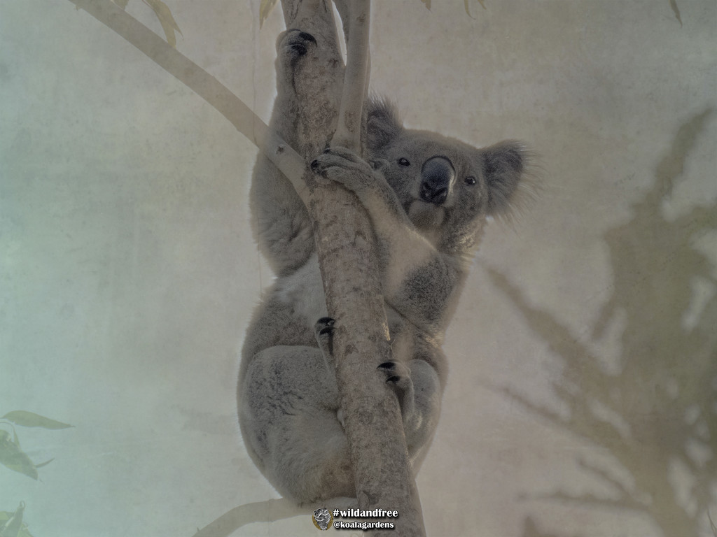 Newman's turn by koalagardens