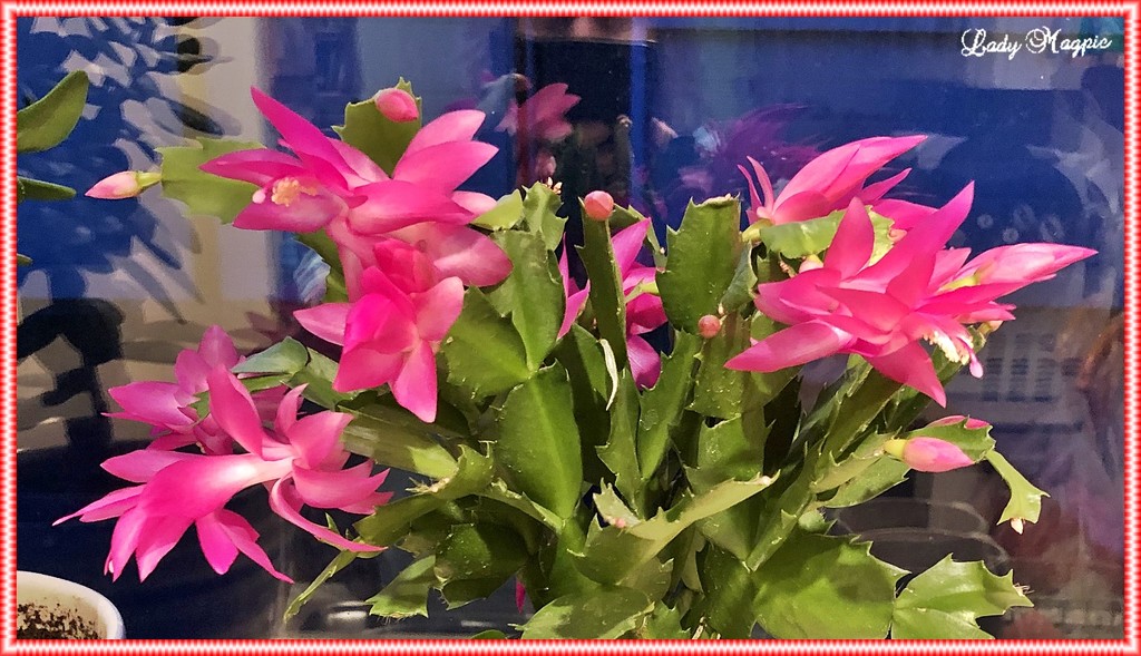 Christmas Cactus get's it Blooming Wrong by ladymagpie