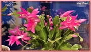 24th Mar 2020 - Christmas Cactus get's it Blooming Wrong