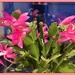 Christmas Cactus get's it Blooming Wrong by ladymagpie