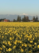 18th Mar 2020 - Daffodils and Mountains 