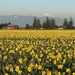 Daffodils and Mountains  by clay88