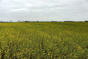 25th Mar 2020 - Mustard , manure crop. 