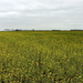 Mustard , manure crop.  by pyrrhula