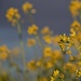Wildflower by granagringa