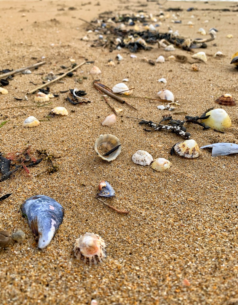A lot of shells by cocobella