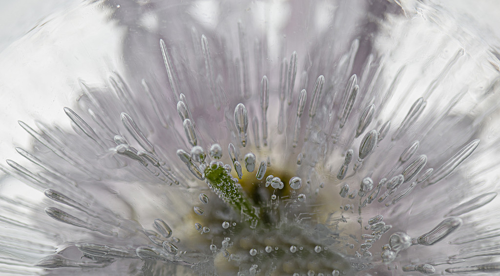 Ice Flower Explosion by pdulis