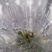 Ice Flower Explosion by pdulis