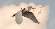 24th Mar 2020 - One More Egret Fly-over!
