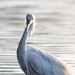 Great Egret  by glendamg