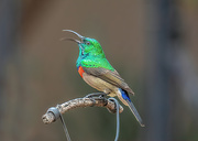 25th Mar 2020 - Double collared Sunbird 