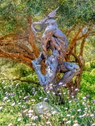 25th Mar 2020 - Dylan Lewis scultpture garden