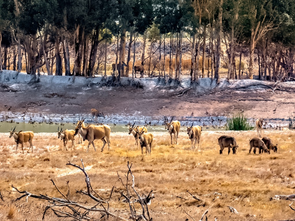Villeira game drive by ludwigsdiana