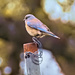 Little Bird  by joysfocus