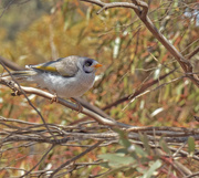 19th Nov 2019 - Bird in the  Bush