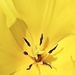 Yellow 4 by carole_sandford
