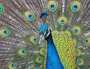 25th Mar 2020 - Peacock