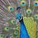 Peacock by janeandcharlie