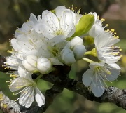 25th Mar 2020 - Blaisdon plum blossom... 