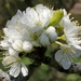 Blaisdon plum blossom...  by flowerfairyann