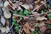 25th Mar 2020 - signs of Spring