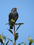 25th Mar 2020 - Proud to be a Starling