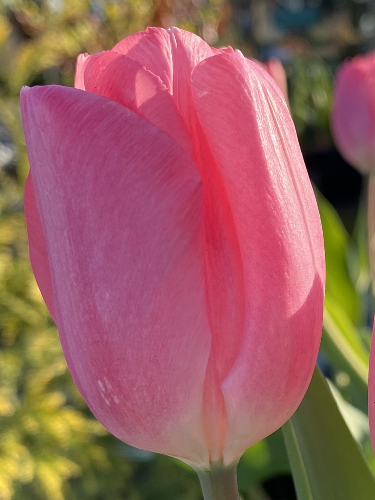 Pink Tulip by clay88