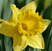 25th Mar 2020 - Daffodil