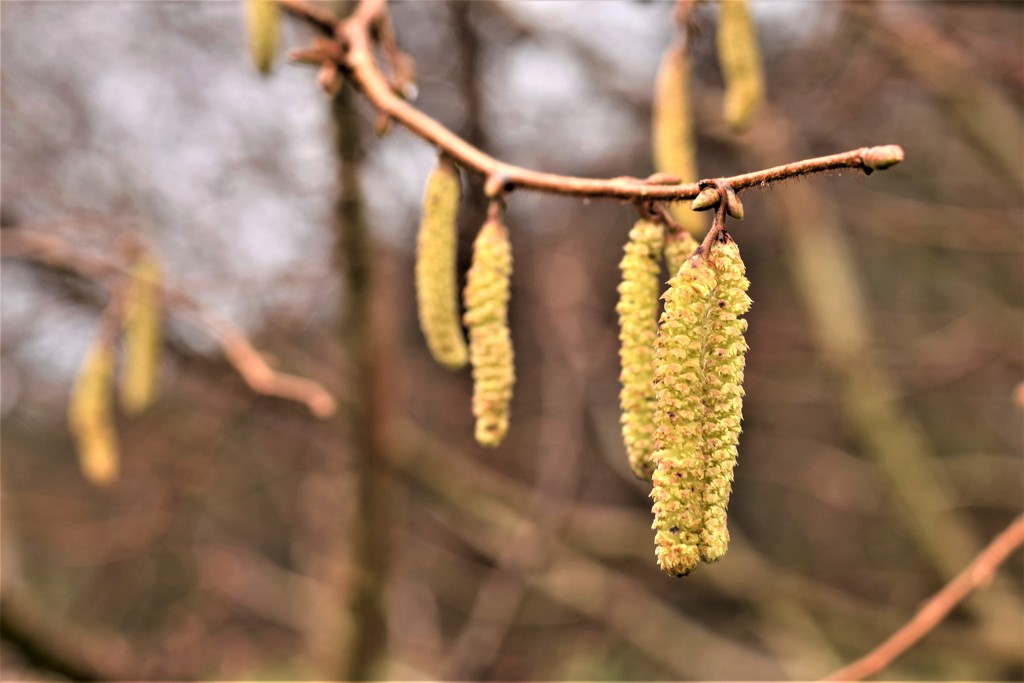 catkins by christophercox